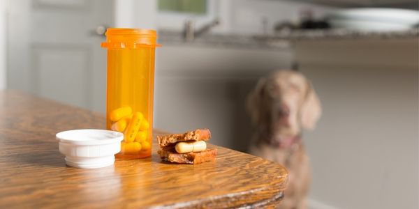 Pill pockets for dogs with outlet pancreatitis